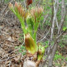 通化市正宗东北山野菜即将上市30元/斤