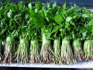 通化市石湖镇长白山山芹菜25元/斤
