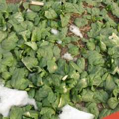 济宁市马坡圆叶菠菜2元/斤