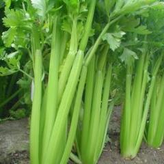 昆明市美国西芹