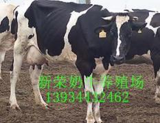 忻州市东郊荷斯坦奶牛3000元/只