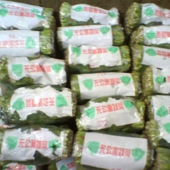 聊城市于集镇后高村大叶菠菜1.9元/斤