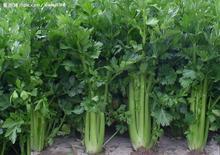 安阳市城关镇史固村美国西芹1.2-1.3元/斤