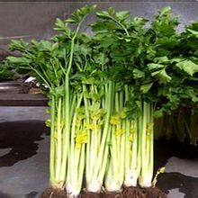青岛市李元 办事处西马沟村空心芹菜22元/箱