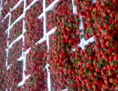 徐州市港上草莓基地美国甜查理6.5元/斤