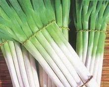 枣庄市姜屯镇长白大葱0.8元/斤