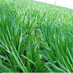 聊城市燕店镇柿子园蔬菜批发大市场 汉中韭菜1.6元/斤