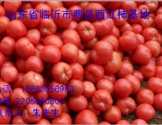 临沂市费县硬粉西红柿1.0元/斤