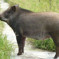 临沂市特种野猪肉供应【生肉熟肉】