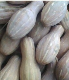 湖北嘉鱼密本南瓜0.23元/斤