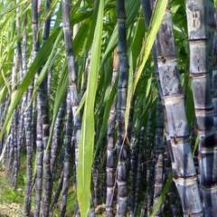 玉林市三滩镇黑皮甘蔗0.3-0.4元/斤