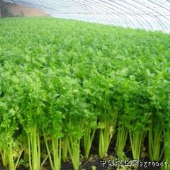 济南市崔寨镇郑家村皇妃芹菜1.4元/斤