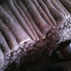 开封市城关淮山药1.5元/斤