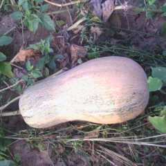 东方市八所金韩密本南瓜0.9元/斤