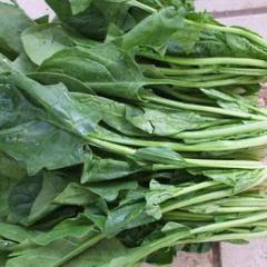 淄博市花沟镇优质小叶菠菜1.3元/斤