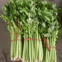 临沂市辛集镇美国西芹1.20-1.30元/斤