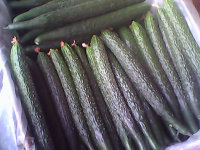 临沂市辛集镇房庄子批发市场青瓜3.00元/斤