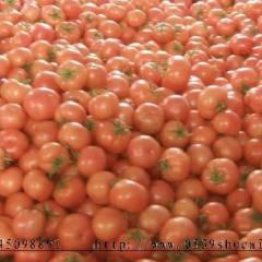 临沂市胡阳镇金鹏1.8-2.1元/斤