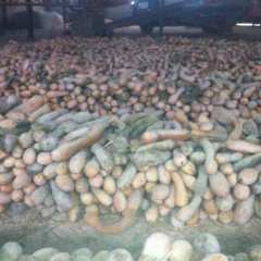 亳州市范集工业园区长南瓜0.5元/斤