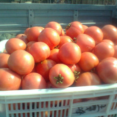 临沂市薛庄镇西红柿收购市场硬粉1.7-1.8元/斤