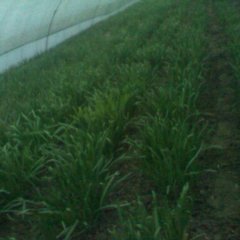 盐城市头灶镇苔韭0.3元/斤