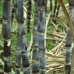 清远市白沙镇（106国道旁）大灰种0.38元/斤