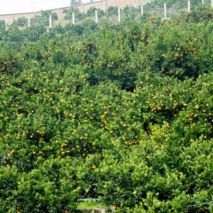 资阳市碑记镇早熟柑橘0.2-0.4元/斤