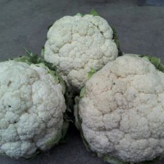 汉中市洋州镇白鹤村银冠0.4元/斤