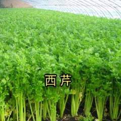 济南市白桥乡王学诗村美国西芹1.6元/斤