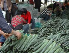 临沂市于沟蔬菜批发市场721黄瓜3.3元/斤