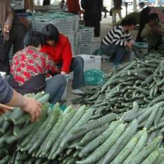 临沂市于沟蔬菜批发市场721黄瓜3.3元/斤