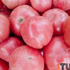 海南省乐东县万钟农场千亩硬粉西红柿3月份上市