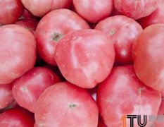 海南省乐东县万钟农场千亩硬粉西红柿3月份上市