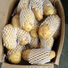 枣庄市大坞镇荷兰十五1.1元/斤