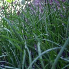 聊城市张寨主卜营苔韭头刀0.2-0.5元/斤