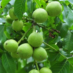 临沂费县苗木基地核桃树苗品种全