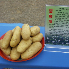 围场满族蒙古族自治县库存夏波蒂土豆销售