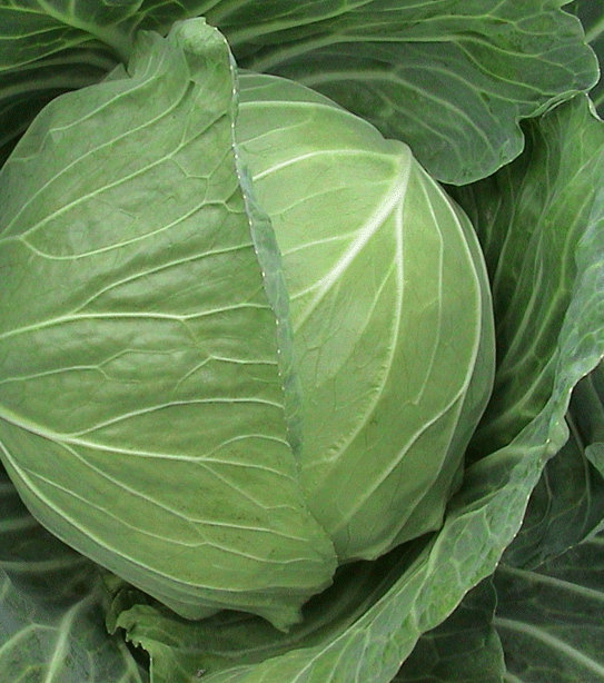 供应:中甘21甘蓝