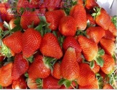 大连市光明山镇幸香草莓15元/斤
