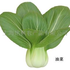 浦东新区合庆镇上海青1元/斤