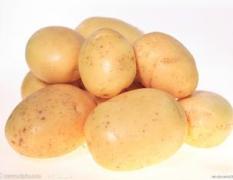 供应：优质脱毒马铃薯产地，代收白花土豆及脱毒种薯