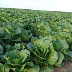 乌兰察布盟兴和县大库伦乡种植基地供应娃娃菜