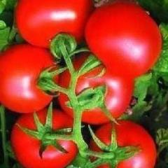 泰安市房村镇樱桃西红柿1.5元/斤