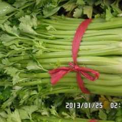 德州市市中办事处文图拉1.8元/斤