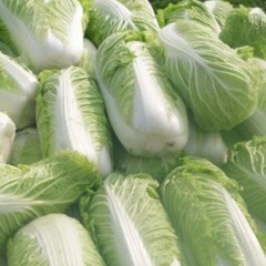 平顶山市纸坊乡北京新三号0.45元/斤