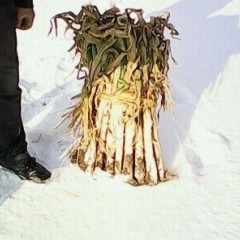 绥化市太平 团结牛腿大葱3--4.3元/斤