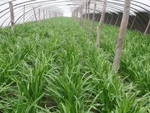 鹤壁市新镇沟韭0.8元/斤