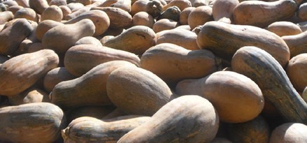 西双版纳傣族自治州缅甸边金船密本南瓜0.6元/斤