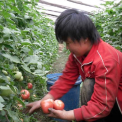 临沂市薛庄硬粉1.2元/斤