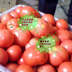 临沂市薛庄镇硬粉1.5元/斤